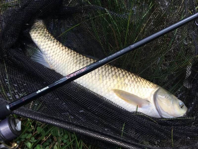 Jak złowić amura na spławik - skuteczne techniki i przynęty