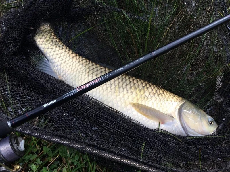 Jak złowić amura na spławik - skuteczne techniki i przynęty