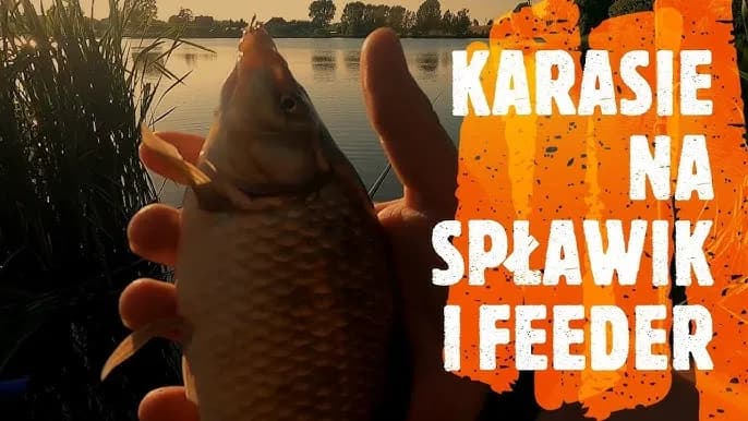 Jak łowić karasie na spławik - sprawdzone techniki i przynęty