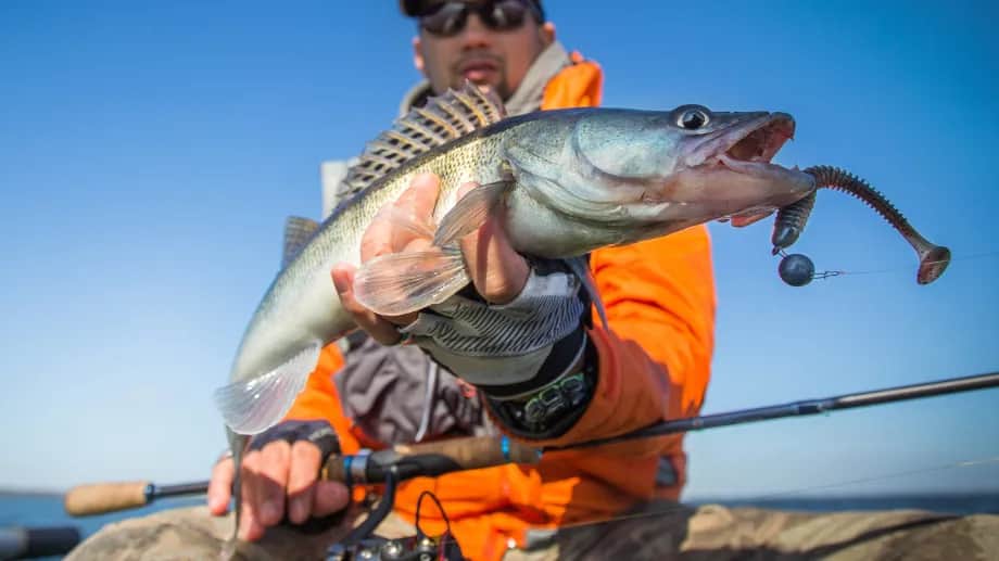 Skuteczne gumy przynęty na sandacza - wybierz najlepsze dla siebie