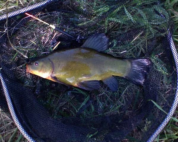 Jaka grubość żyłki na spławik, aby nie stracić ryby?