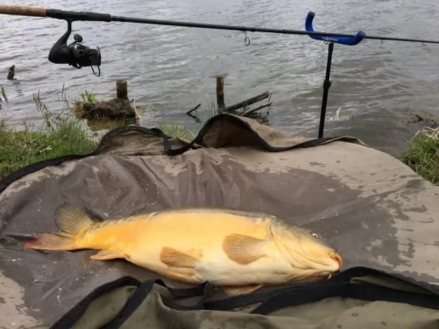 Wędka picker do czego? Odkryj skuteczne techniki wędkarskie