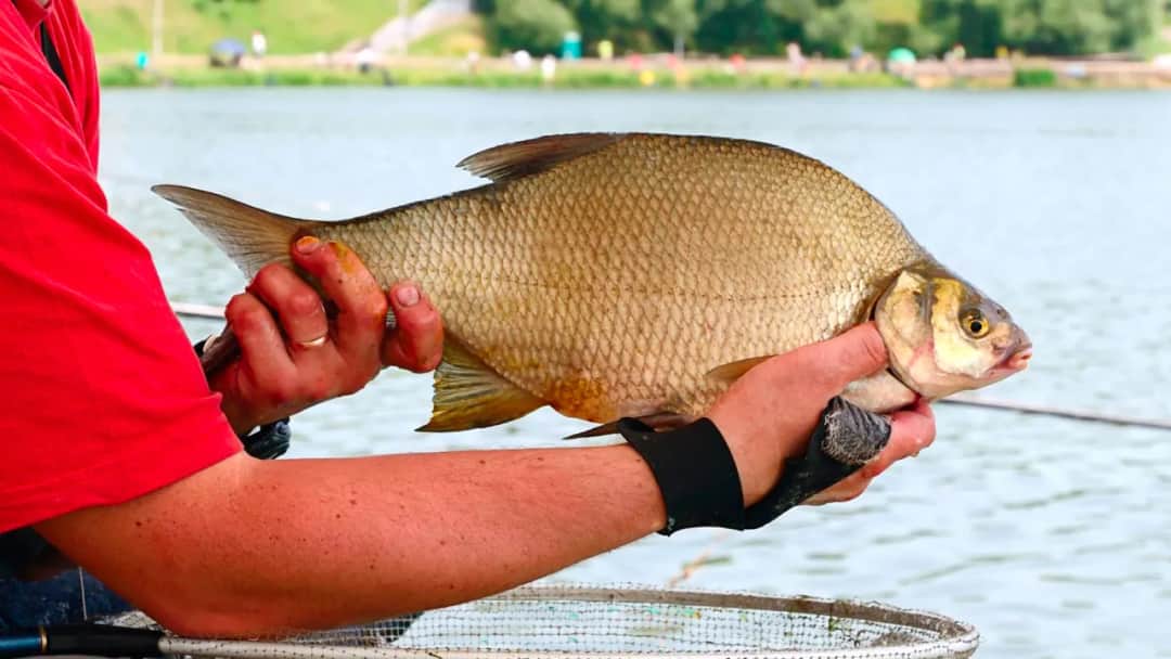 Najskuteczniejsze przynęty na leszcza, które naprawdę działają w każdych warunkach