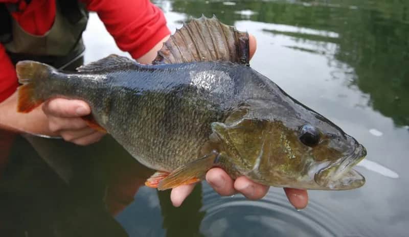 Jak łowić okonie na spławik - sprawdzone techniki i porady
