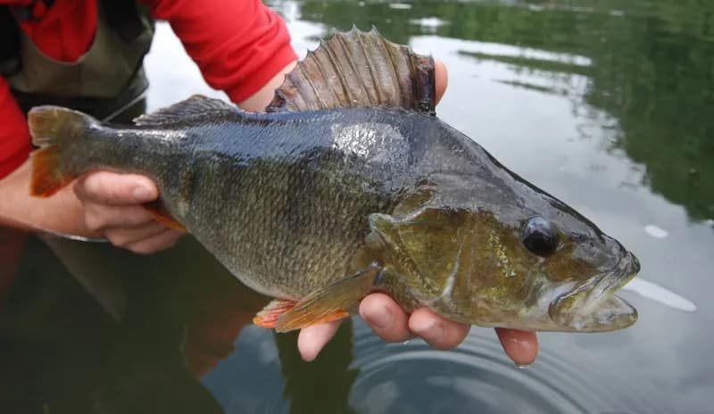 Jak łowić okonie na spławik - sprawdzone techniki i porady