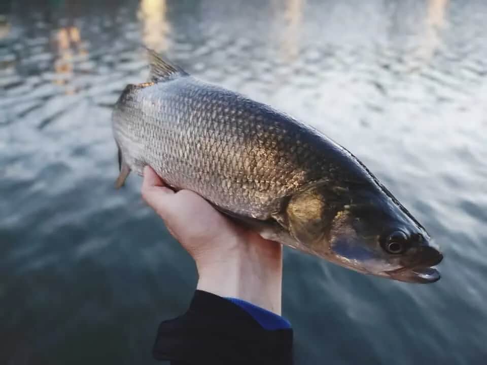 Jaką plecionkę na bolenia wybrać, by nie stracić ryby?