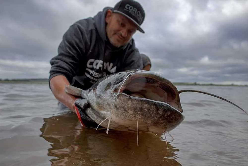 Jaką wędkę na suma z brzegu wybrać, aby nie stracić ryby?