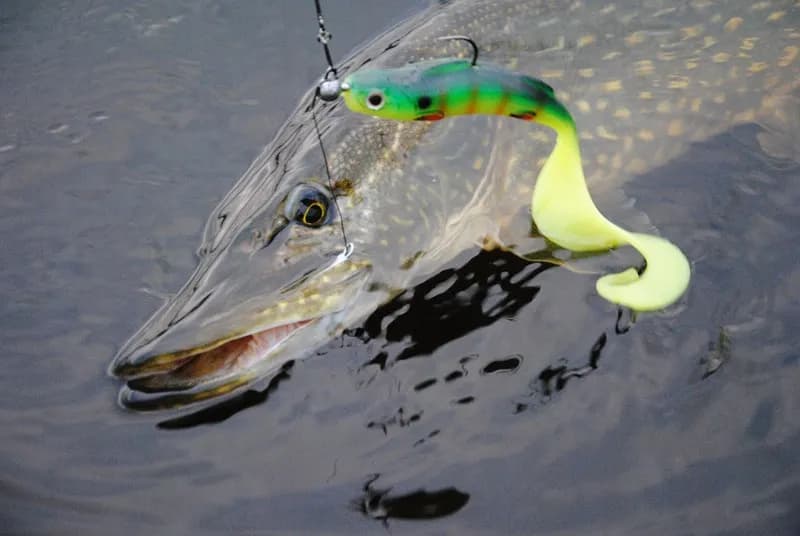 Najlepsze przynęty spinningowe: jak skutecznie łowić ryby