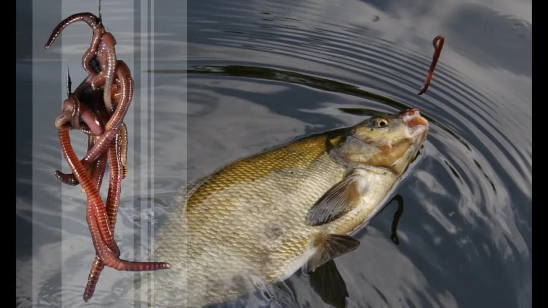 Jak założyć wątróbkę na haczyk, by złapać więcej ryb?