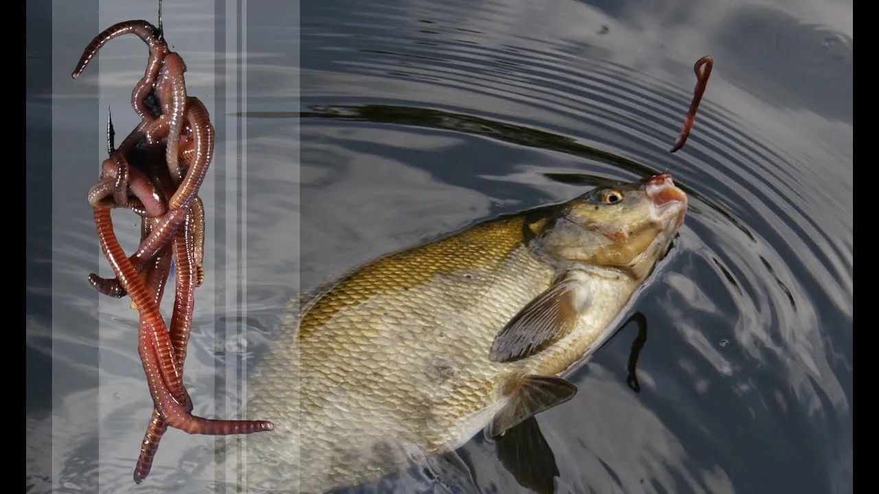 Jak założyć wątróbkę na haczyk, by złapać więcej ryb?