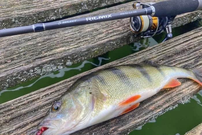 Jaką wędkę na okonia wybrać, aby uniknąć nieudanych połowów?