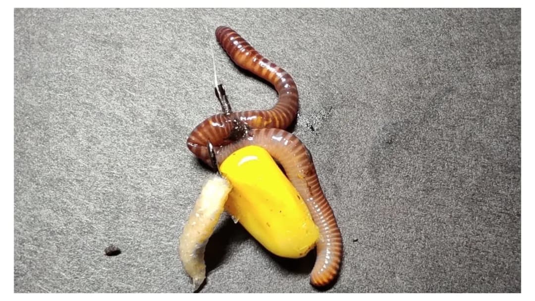 Jaki haczyk na lina? Odkryj najlepsze rozmiary i typy haczyków