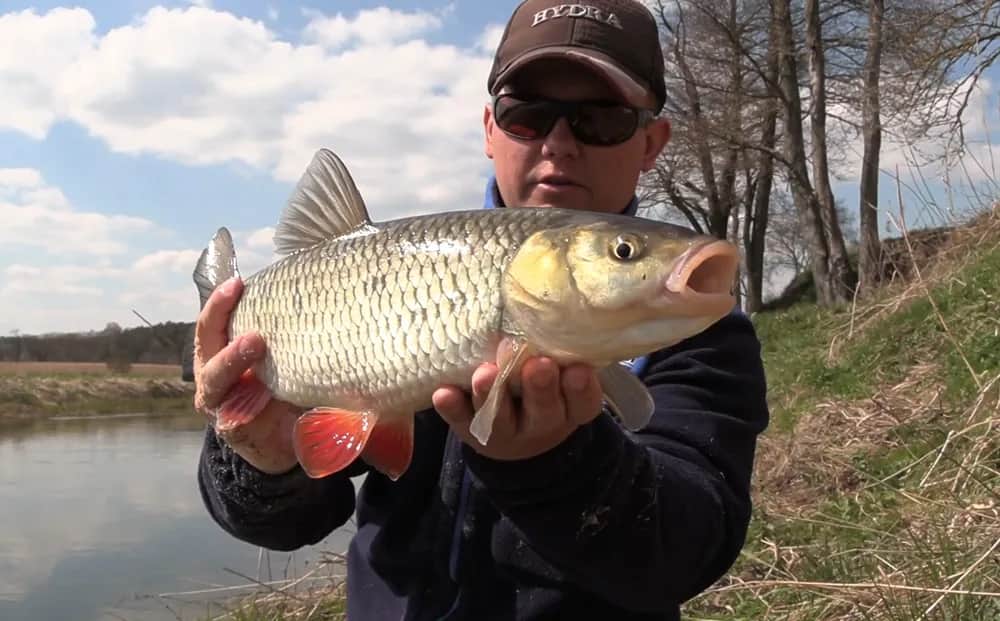Najlepsze przynęty na klenia z gruntu, które zapewnią sukces w łowieniu