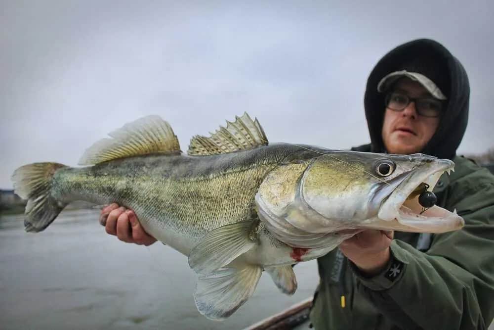 Najskuteczniejsze przynęty na sandacze - uniknij nieudanych połowów