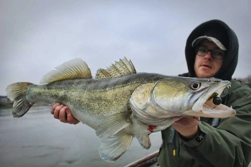 Najskuteczniejsze przynęty na sandacze - uniknij nieudanych połowów