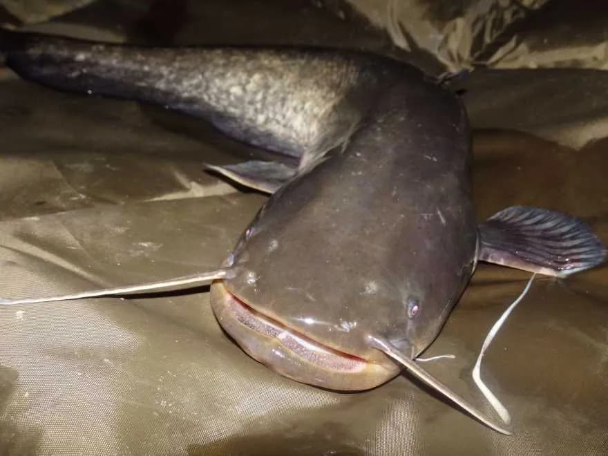 Jaka plecionka na suma z gruntu? Kluczowe wskazówki i porady