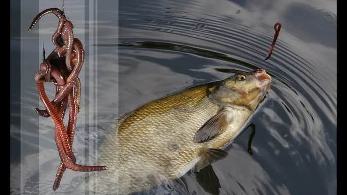 Jak zakładać białego robaka na haczyk, aby złapać więcej ryb