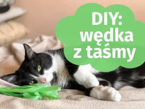 Jak zrobić wędkę dla kota z łatwych materiałów w domu