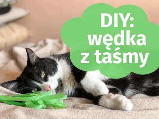 Jak zrobić wędkę dla kota z łatwych materiałów w domu