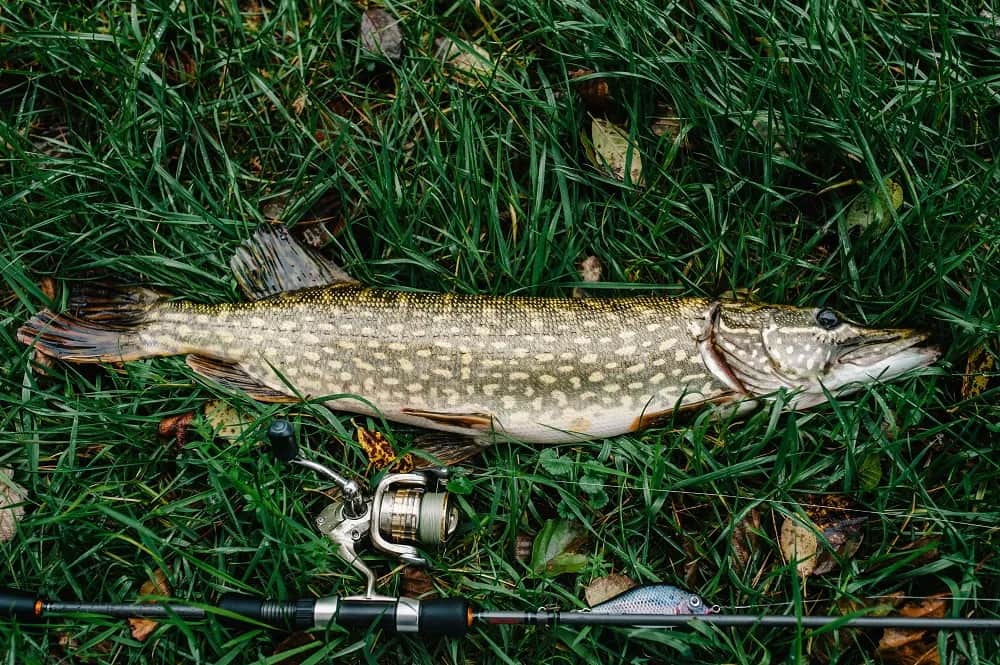 Jaka wędka na szczupaka - wybierz najlepszy sprzęt dla siebie