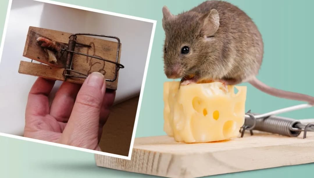 Jak założyć przynętę na łapkę na myszy i skutecznie je złapać