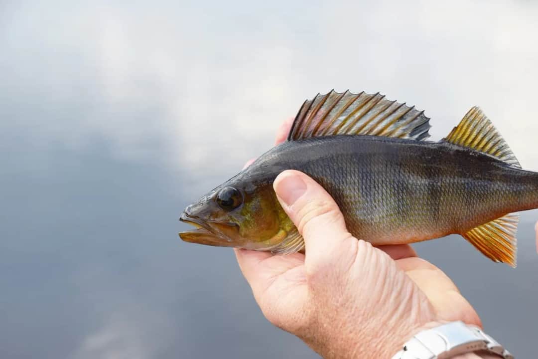 Jak dobrać grubość plecionki na spinning, aby uniknąć nieudanych połowów