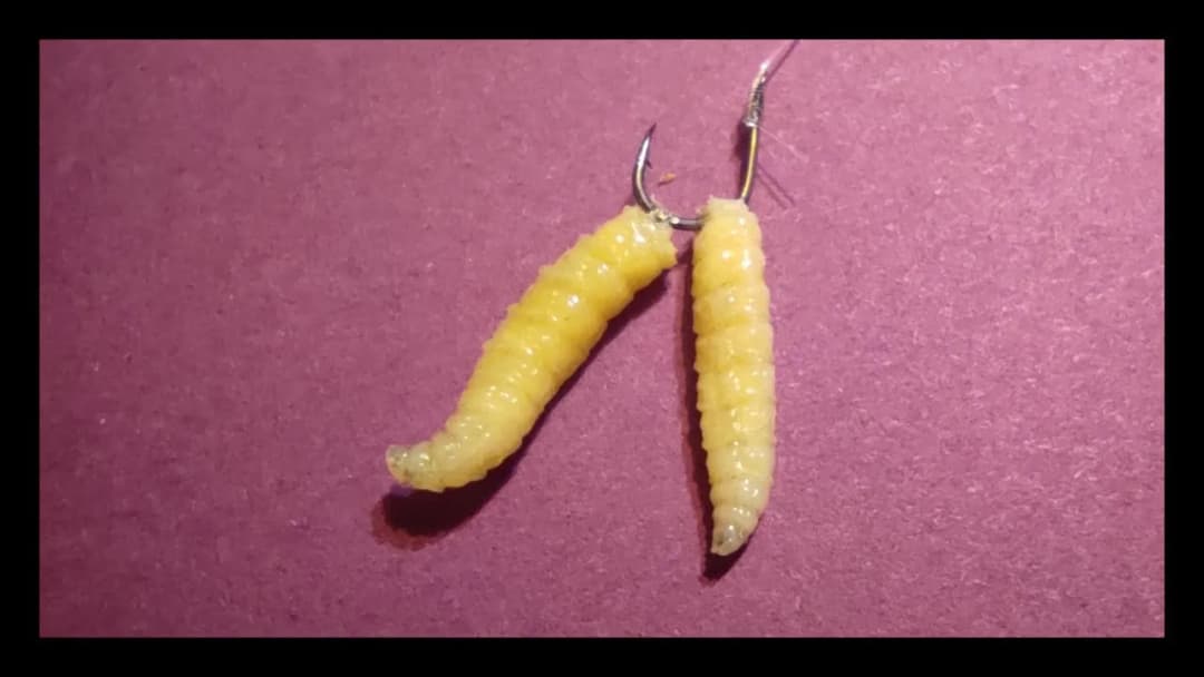 Jak zakładać robaka na haczyk, aby zwiększyć skuteczność wędkowania