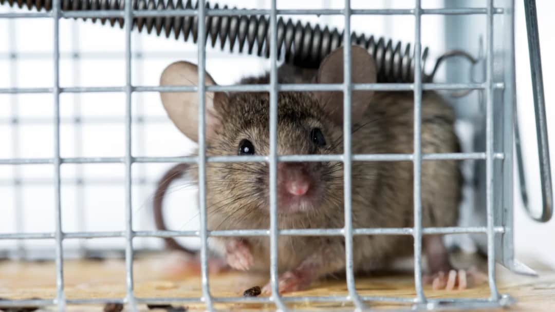 Najlepsza przynęta na myszy – skuteczne sposoby na pozbycie się gryzoni