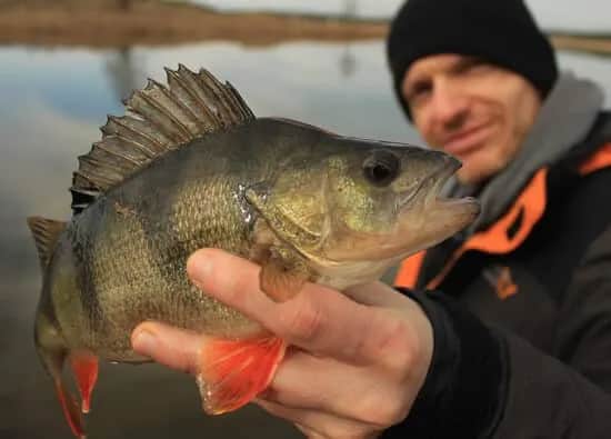 Najlepsza przynęta na okonie – skuteczne typy i sprawdzone marki