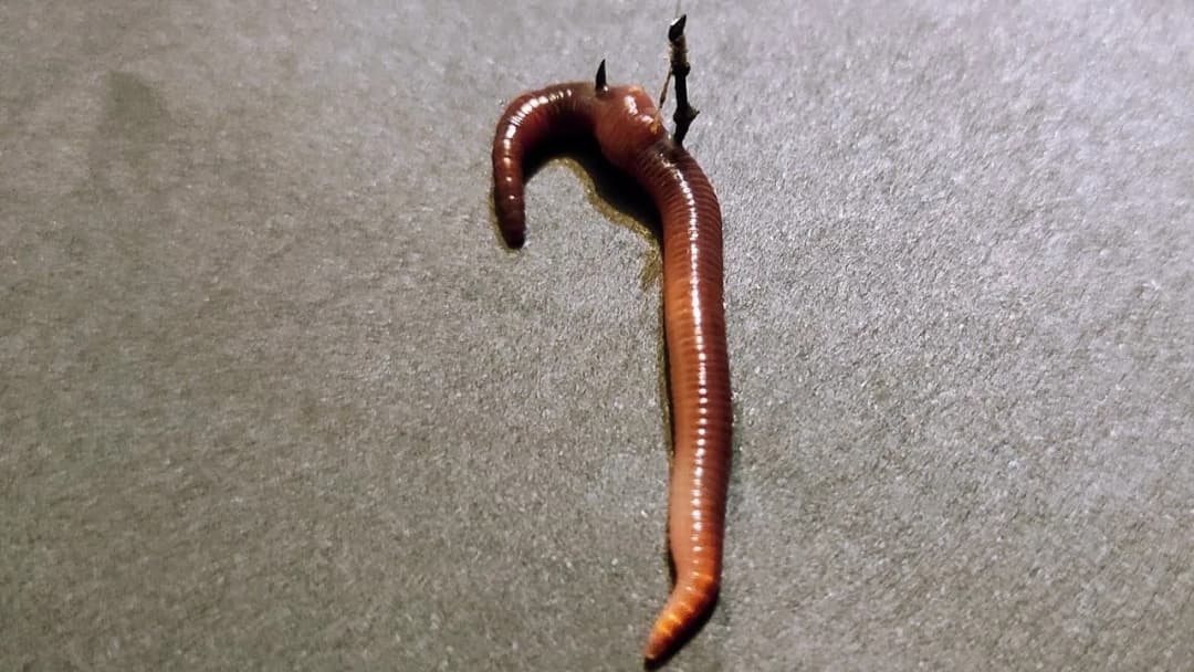 Jak założyć czerwonego robaka na haczyk, aby zwiększyć szanse na ryby