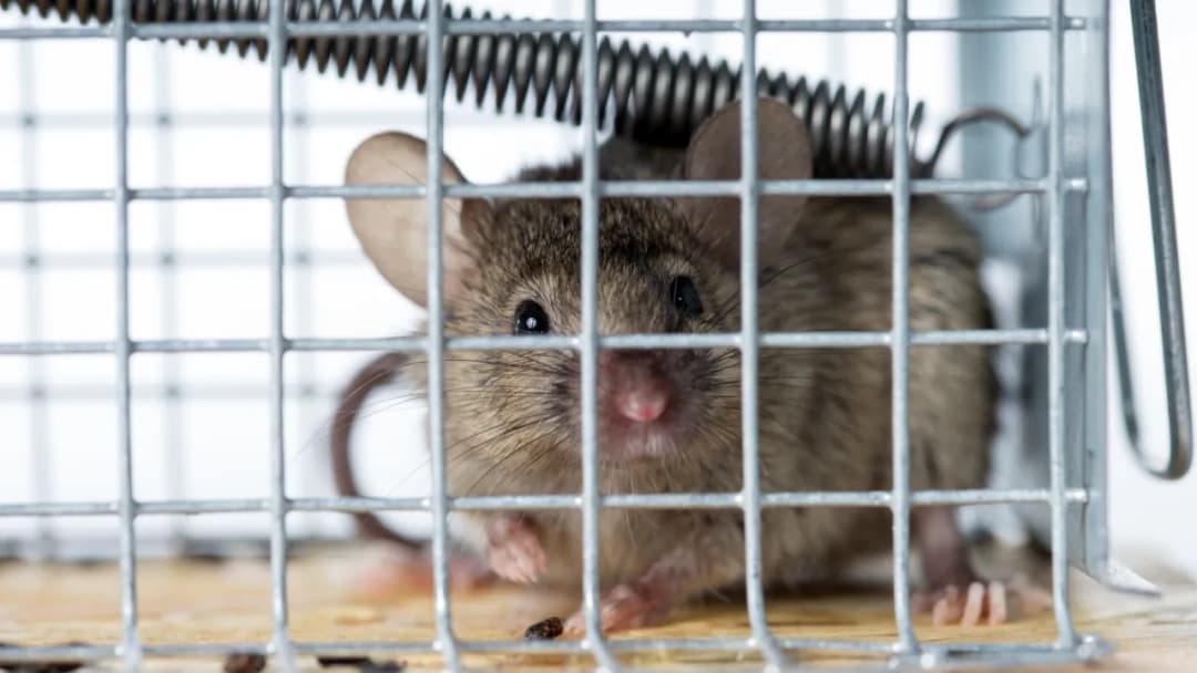 Skuteczne przynęty na myszy: uniknij problemów z gryzoniami w domu