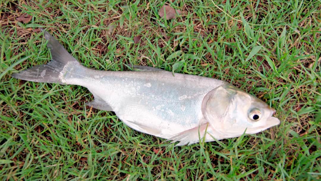 Jak złowić tołpygę na wędkę: sprawdzone metody i skuteczne przynęty